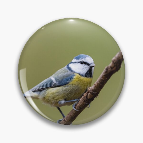 Item preview, A blue tit sitting on a branch designed and sold by Stefan Rotter.