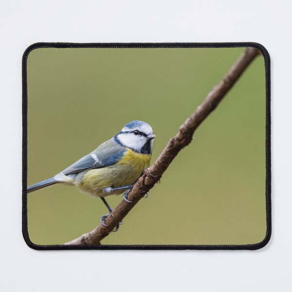 Item preview, A blue tit sitting on a branch designed and sold by Stefan Rotter.