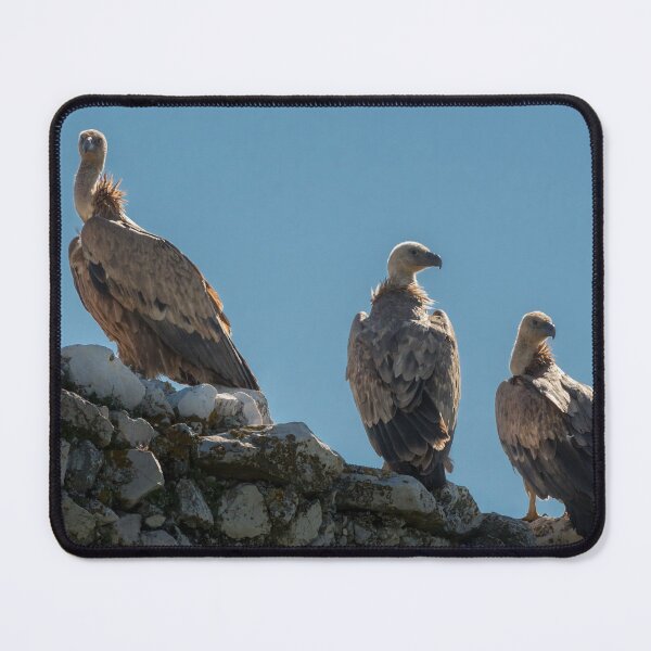 Item preview, Three griffon vultures sitting on an old stone wall designed and sold by Stefan Rotter.