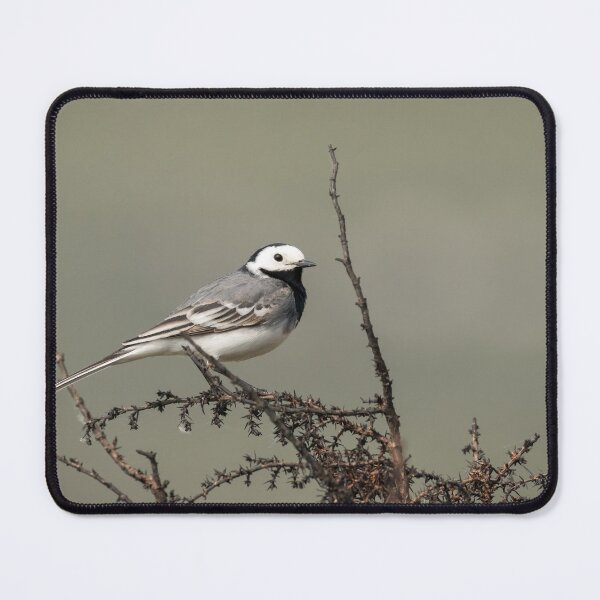 Item preview, A white wagtail sitting on a bush designed and sold by Stefan Rotter.