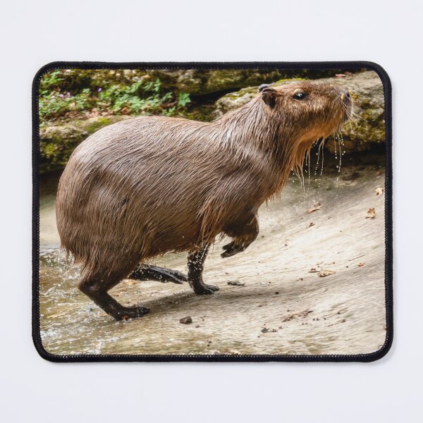 Item preview, Capybara on the run! designed and sold by Dalyndigital Photography.