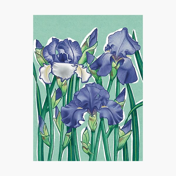 Item preview, Iris flowers designed and sold by Estelle Brocard.