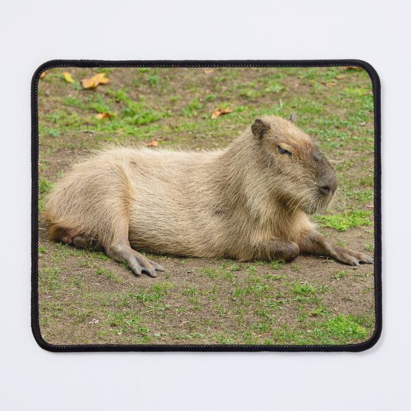 Item preview, Just Chilled Capy designed and sold by Dalyndigital Photography.