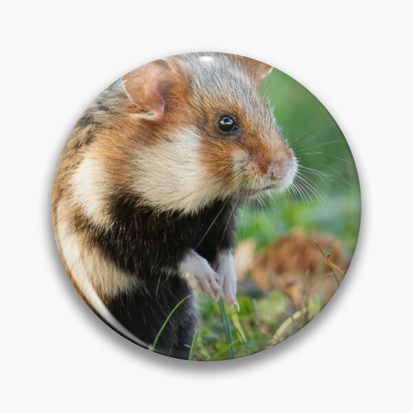Item preview, A European hamster designed and sold by Stefan Rotter.