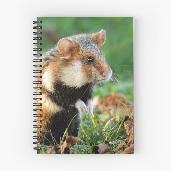 Item preview, A European hamster designed and sold by Stefan Rotter.