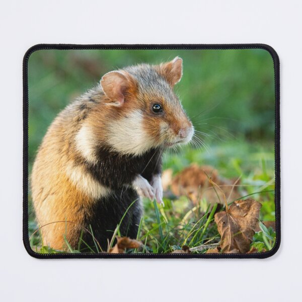 Item preview, A European hamster designed and sold by Stefan Rotter.