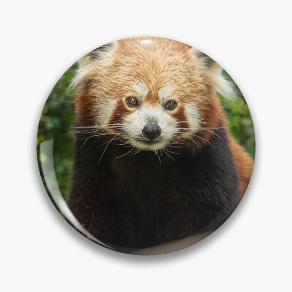 Item preview, A red panda sitting on a tree designed and sold by Stefan Rotter.