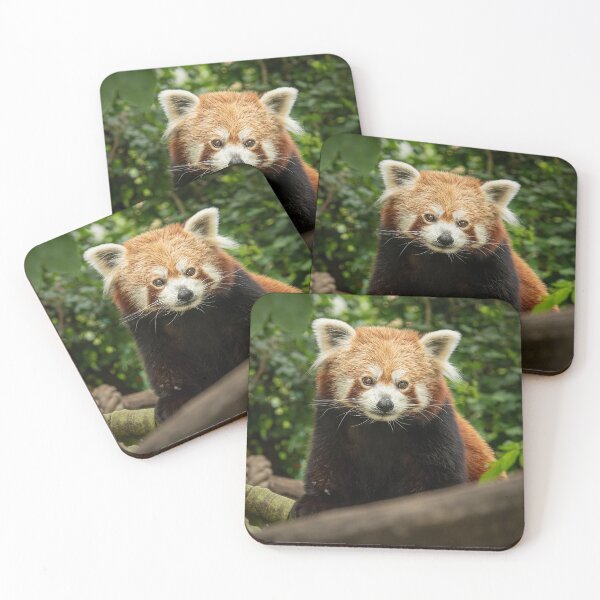 Item preview, A red panda sitting on a tree designed and sold by Stefan Rotter.