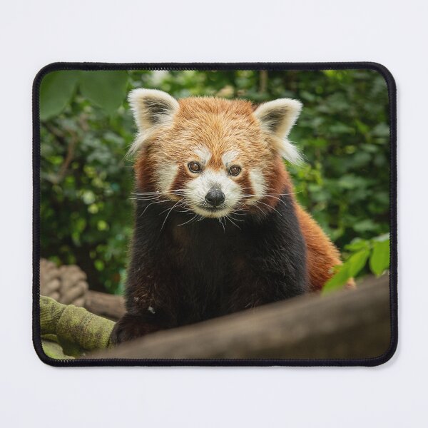 Item preview, A red panda sitting on a tree designed and sold by Stefan Rotter.