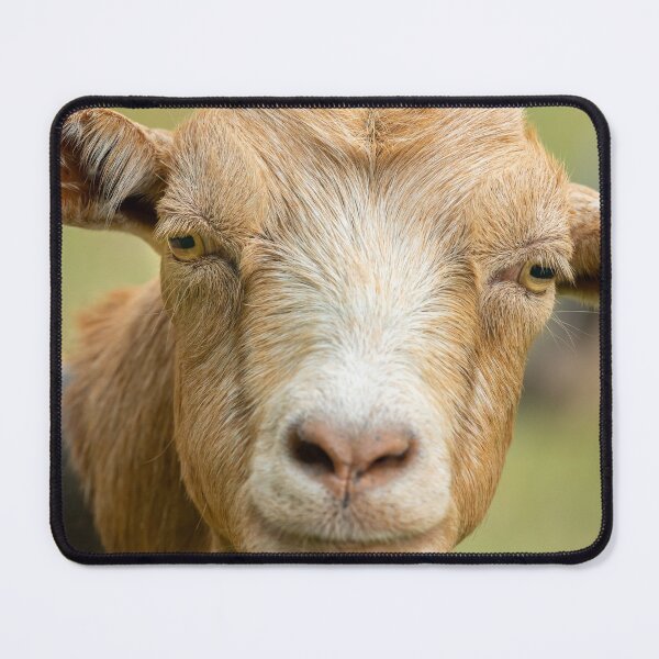 Item preview, Portrait of a beautiful brown goat designed and sold by Stefan Rotter.
