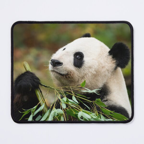 Item preview, A young giant panda designed and sold by Stefan Rotter.