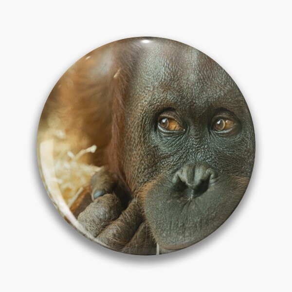 Item preview, A female orangutan lying on a bunch of straw designed and sold by Stefan Rotter.