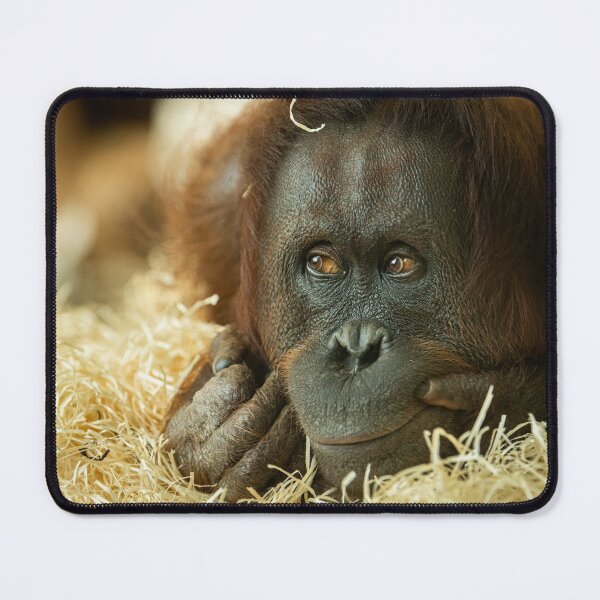 Item preview, A female orangutan lying on a bunch of straw designed and sold by Stefan Rotter.