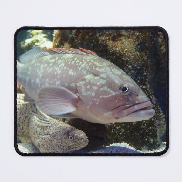 Item preview, pink fish and his friend moray designed and sold by thula.