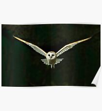 Barn Owl Poster