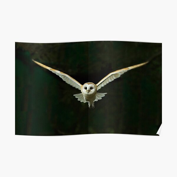 Barn Owl Poster