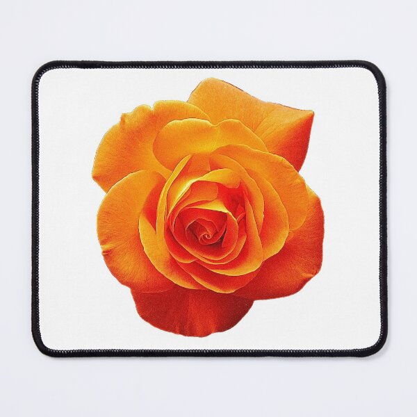 Item preview, Vivid Orange Rose designed and sold by Amberjays.