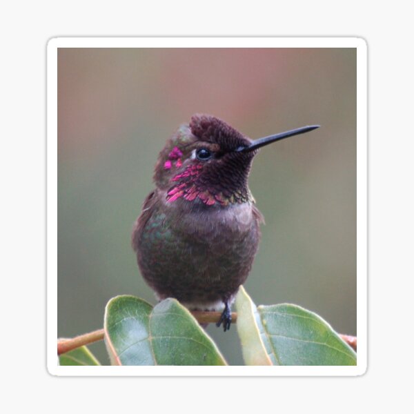 Calliope Hummingbird male from SD Balboa park Sticker