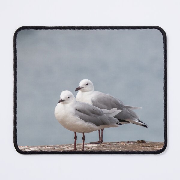 Item preview, Two Hartlaub's Seagulls Sitting By The Water designed and sold by hijackhippo.