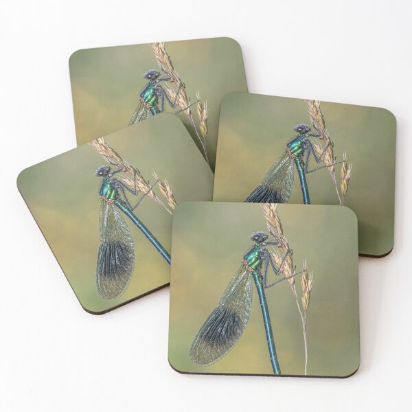 Item preview, Banded Demoiselle on a Grass Stalk designed and sold by Tony North.