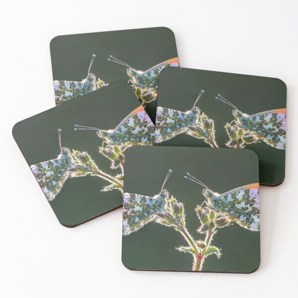 Item preview, Two Orange Tips on a Little Mouse-Ear Flower designed and sold by Tony North.
