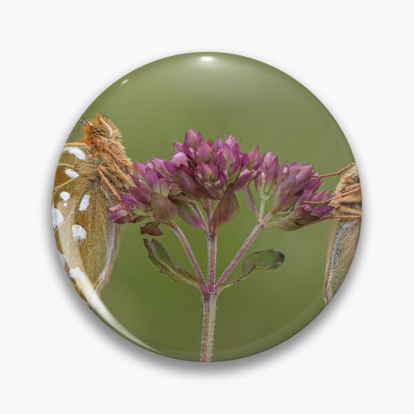 Item preview, Two Dark Green Fritillary Butterflies on a Wild Marjoram Flower designed and sold by Tony North.