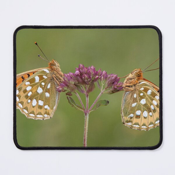 Item preview, Two Dark Green Fritillary Butterflies on a Wild Marjoram Flower designed and sold by Tony North.