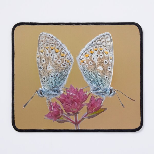 Item preview, Two Common Blue Butterflies on a Wild Marjoram Flower designed and sold by Tony North.