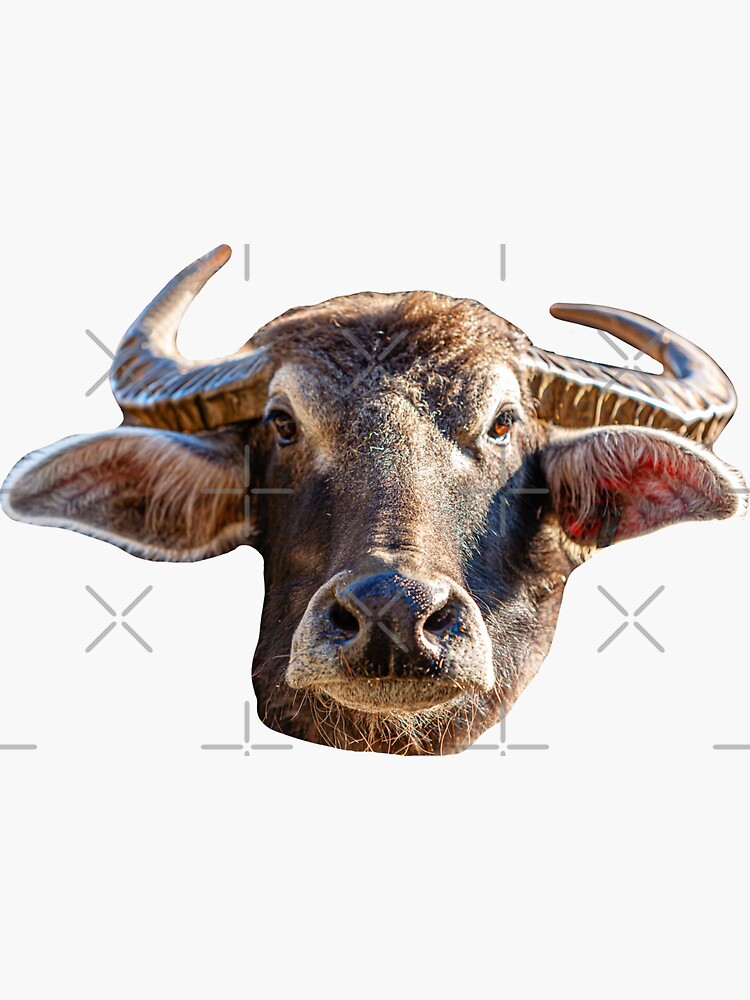 "Water Buffalo head" Sticker by Dalyn Redbubble