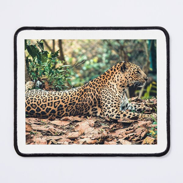 Item preview, Jaguar Art Print designed and sold by Eva Vincent.