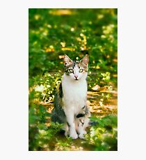 Cat Photographic Print