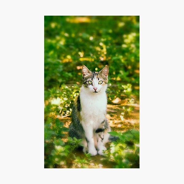 Cat Photographic Print