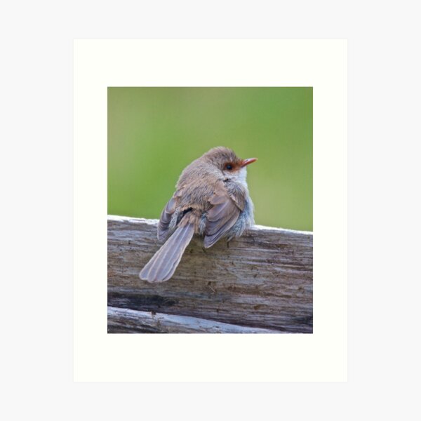WREN ~ Superb Fairy-wren 8tozXKqL by David Irwin Art Print