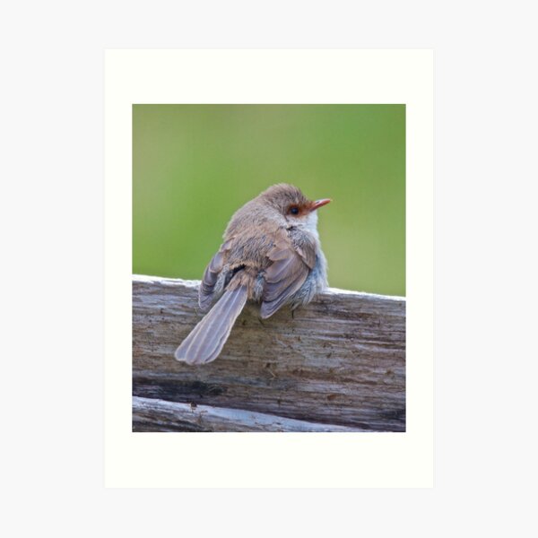 WREN ~ Superb Fairy-wren by David Irwin Art Print