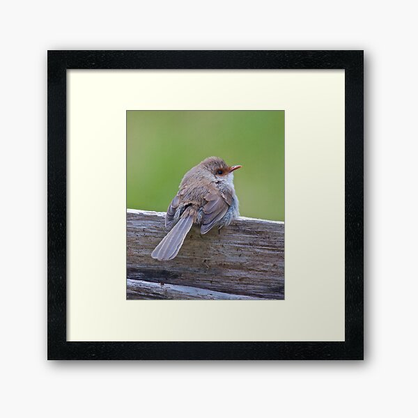 WREN ~ Superb Fairy-wren 8tozXKqL by David Irwin Framed Art Print