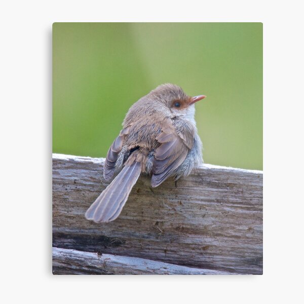 WREN ~ Superb Fairy-wren 8tozXKqL by David Irwin Metal Print