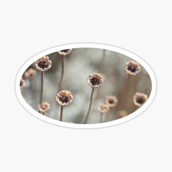 Item preview, Dried Out Daisies  designed and sold by Gwenn Seemel.