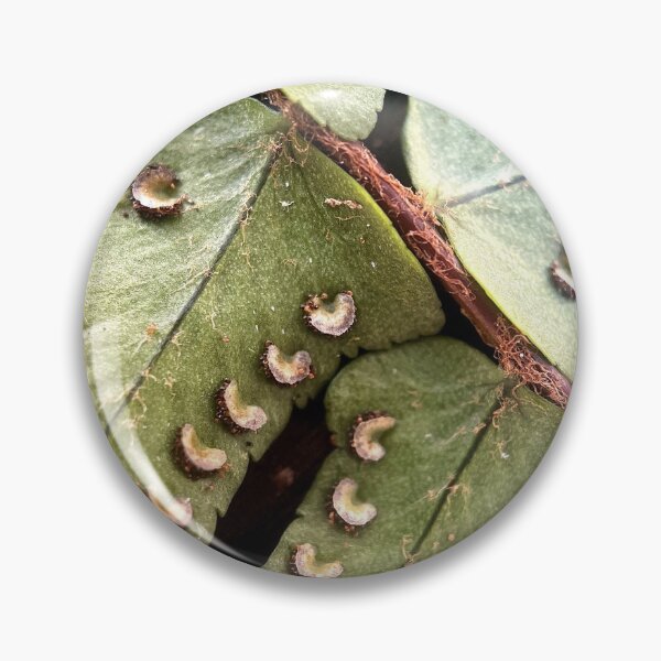 Item preview, Fern designed and sold by Jason Tompkins.