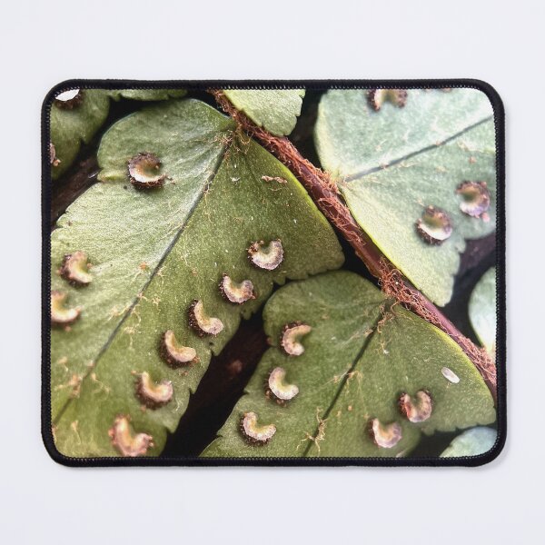Item preview, Fern designed and sold by Jason Tompkins.