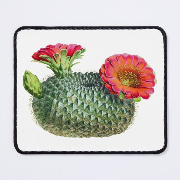 Item preview, Vintage fishhook cactus designed and sold by ChunkyPotato.