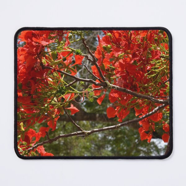 Item preview, Flamboyant designed and sold by LibrosBOOKtique.