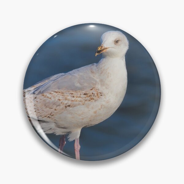 Item preview, Herring Gull at lyme Regis Harbour designed and sold by Dorset Girl.