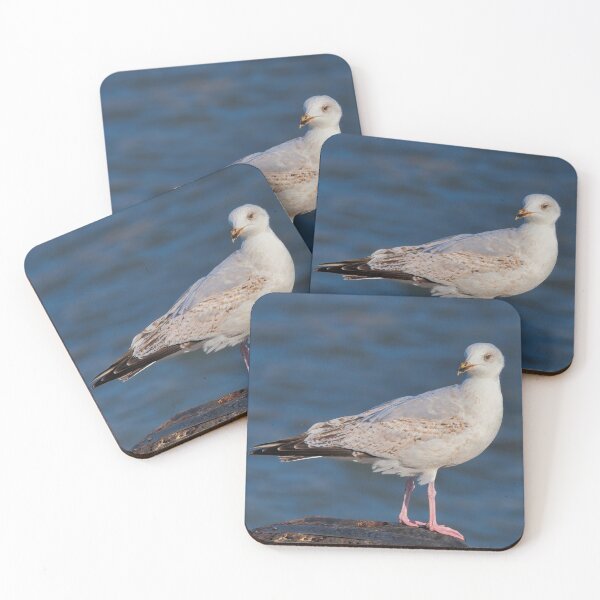Item preview, Herring Gull at lyme Regis Harbour designed and sold by Dorset Girl.