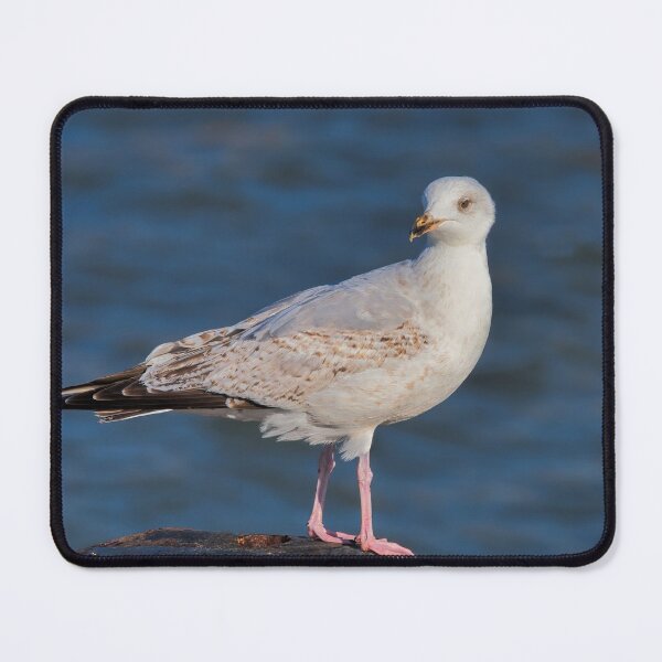 Item preview, Herring Gull at lyme Regis Harbour designed and sold by Dorset Girl.