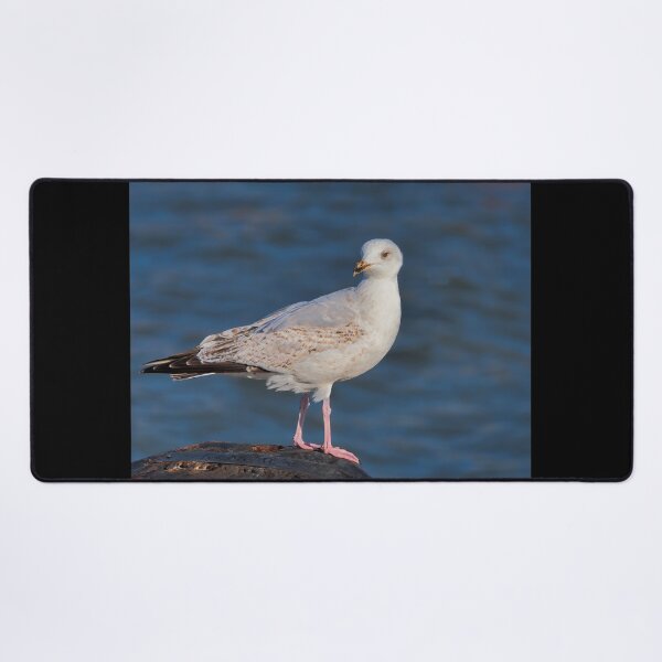 Item preview, Herring Gull at lyme Regis Harbour designed and sold by Dorset Girl.