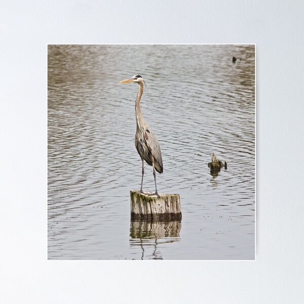 Item preview, Great Blue Heron  designed and sold by lovgeorgia.