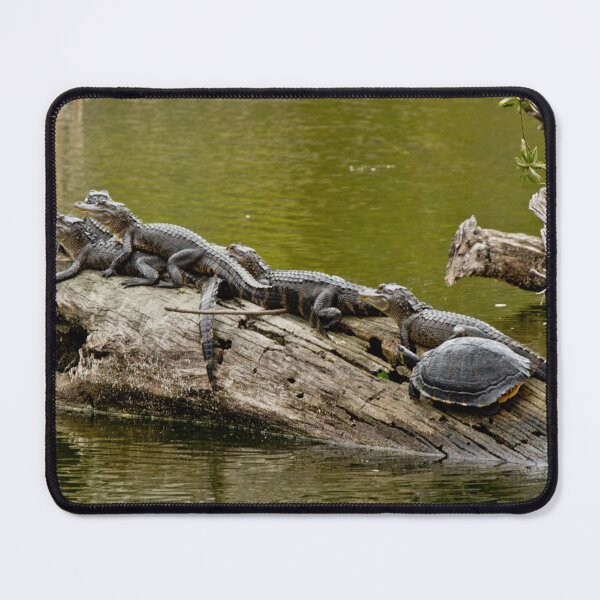 Item preview, Alligators Sunning with turtle designed and sold by lovgeorgia.