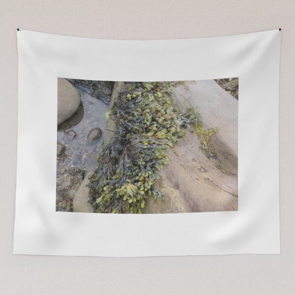 Item preview, Seaweed On St. Mary's Island, Northumberland, UK designed and sold by lezvee.