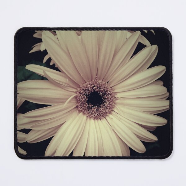 Item preview, Creamy Yellow Gerbera Daisy Flower Modern Cottage Chic Matted Picture A065 designed and sold by byNicol.