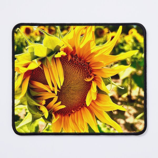 Item preview, Sunflower Photograph Photography designed and sold by Jeda1429.